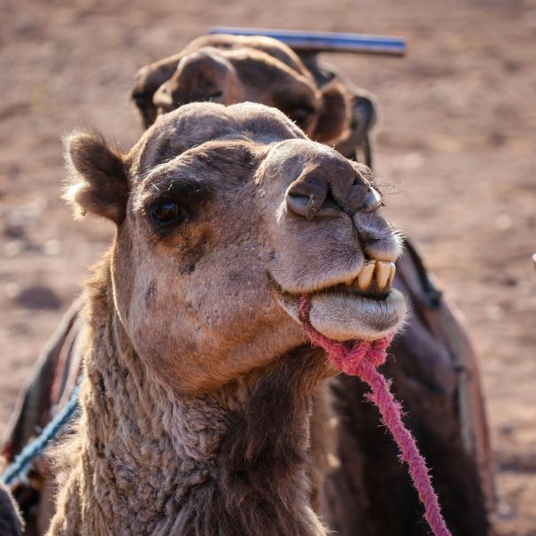 2 days tour from Marrakech to Zagora desert